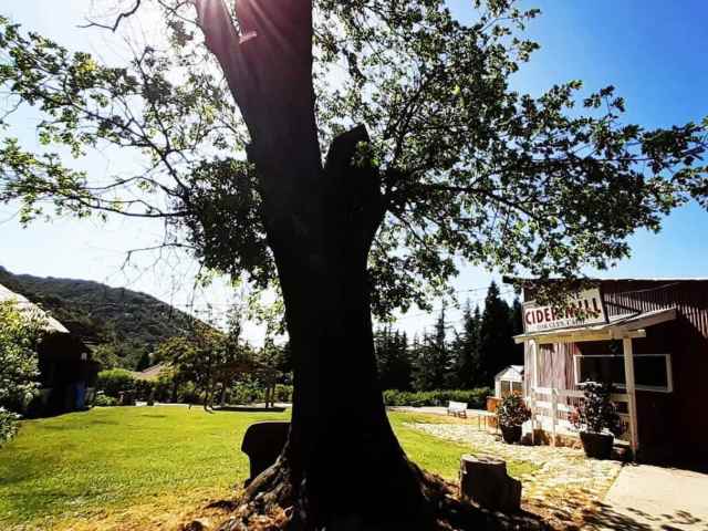 Snow-Line Orchard by Infatuation - Reviews