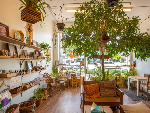 Under the Mango Tree by @TheInfatuation