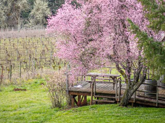 Saso by Fried Chicken Sandwich