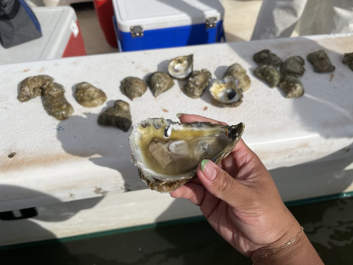 Pleasure House Oysters Lynnhaven Review Chesapeake Bay Virginia