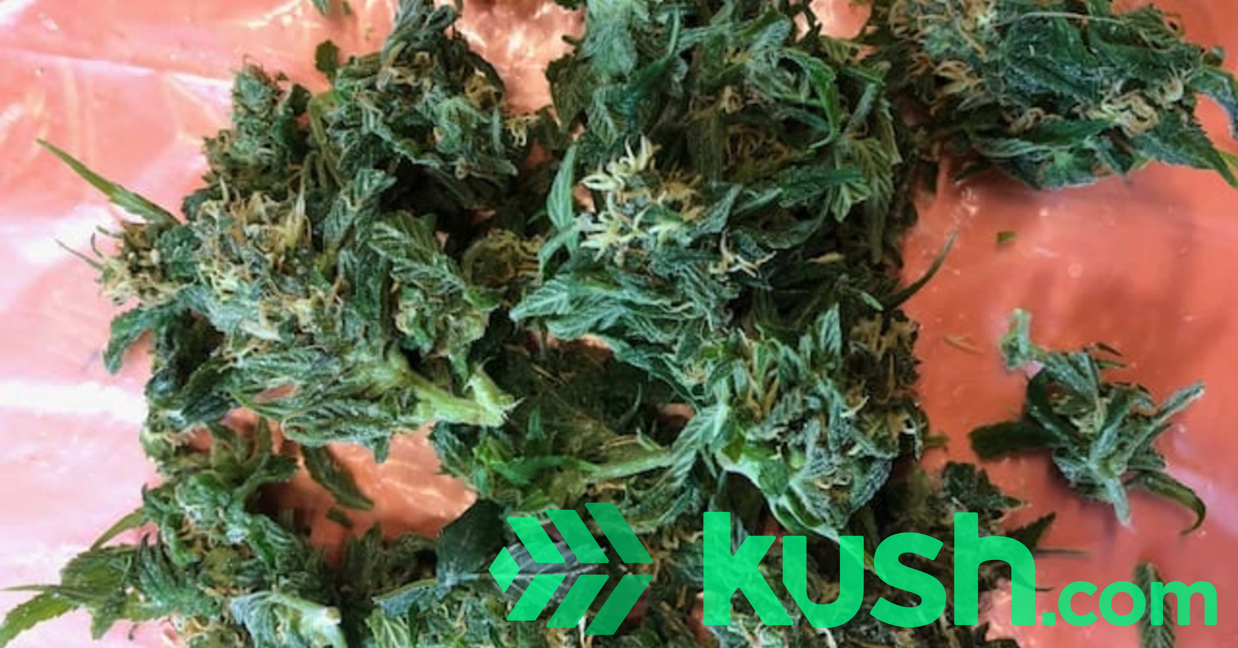 FRESH FROZEN BUD Blog