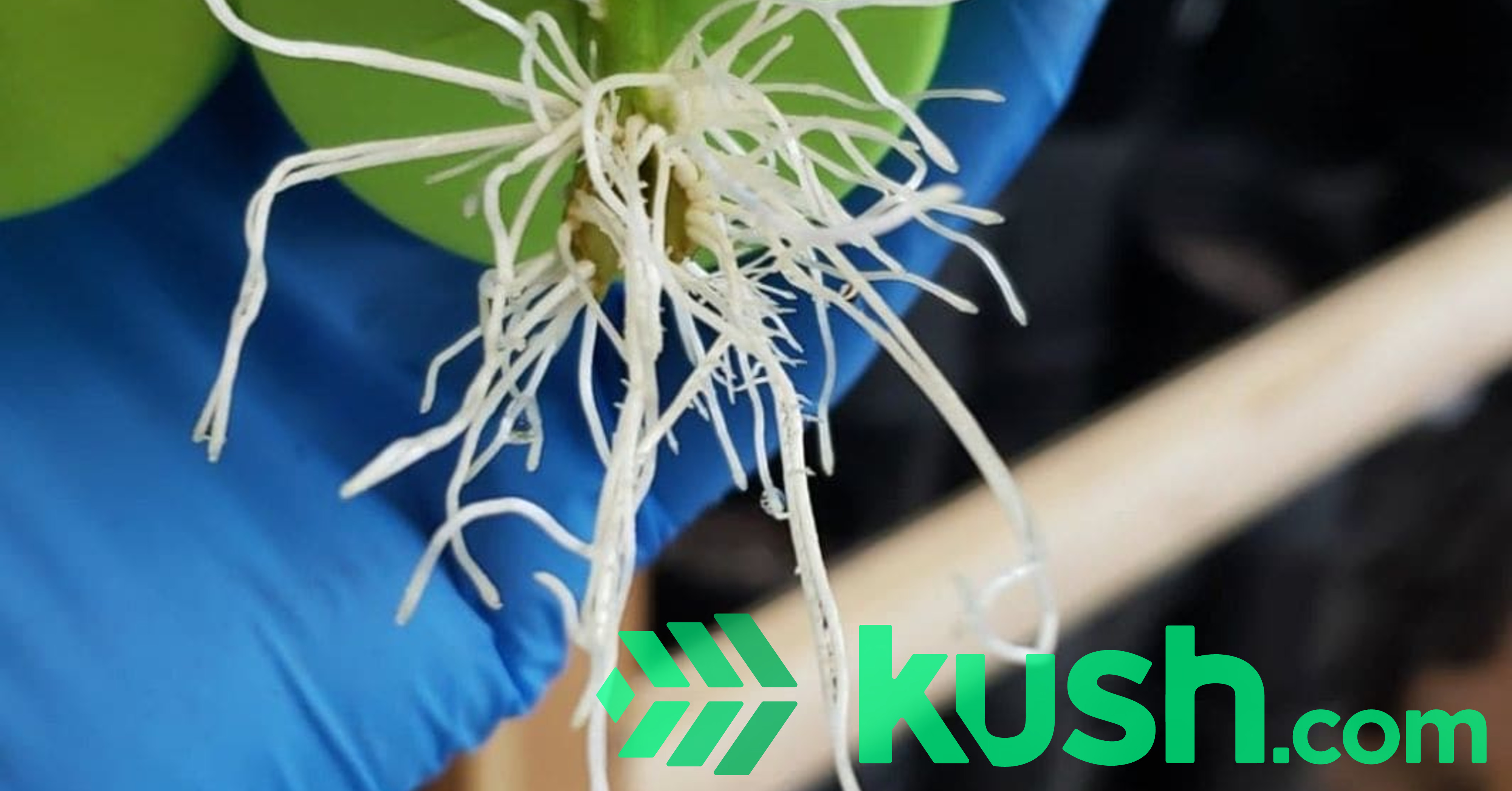 Spring CLONES Available NOW or Pre-Order! | Kush.com Blog