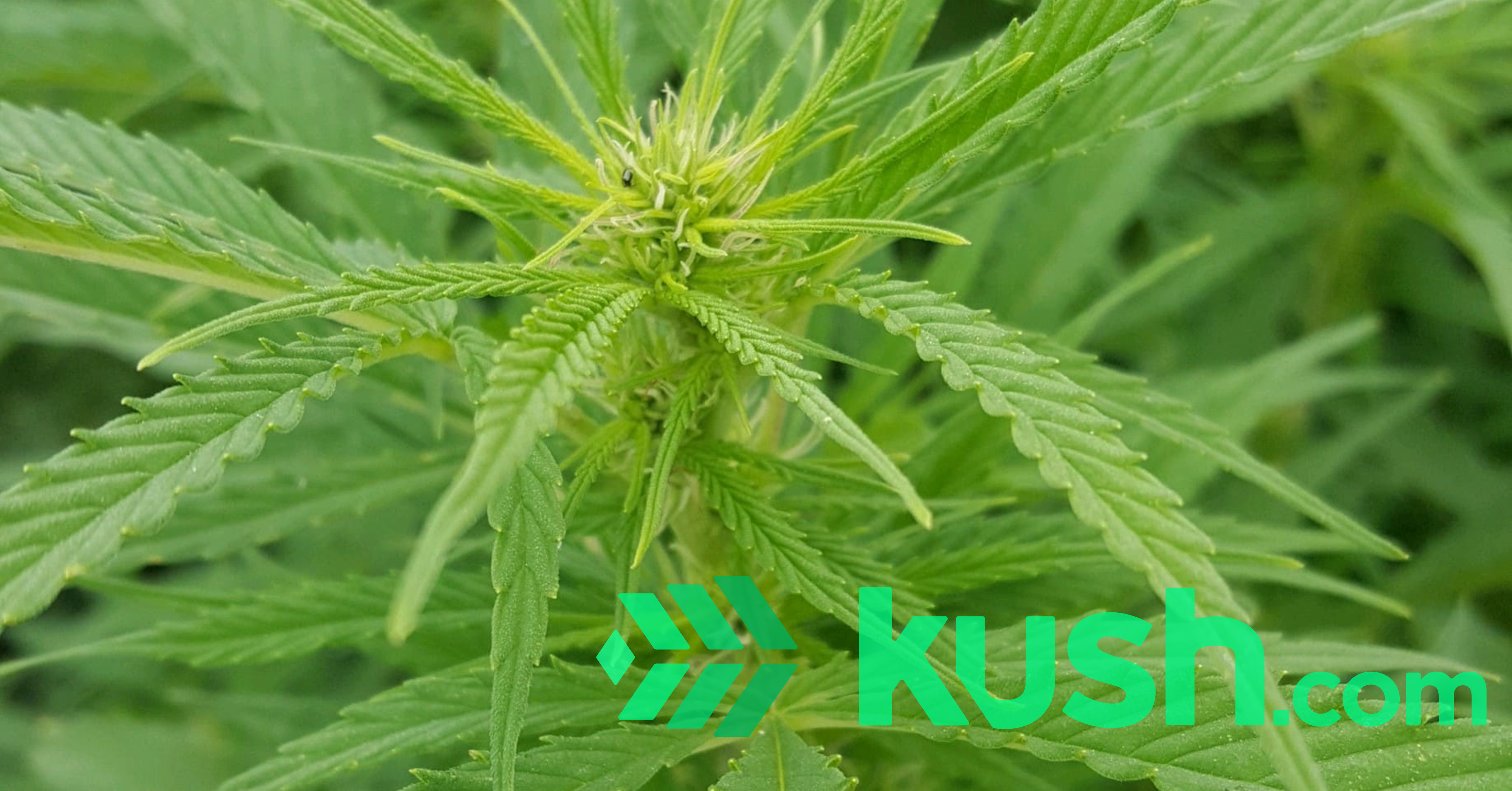 Boax High CBD flower from our farm in Northern Colorado!!! Blog