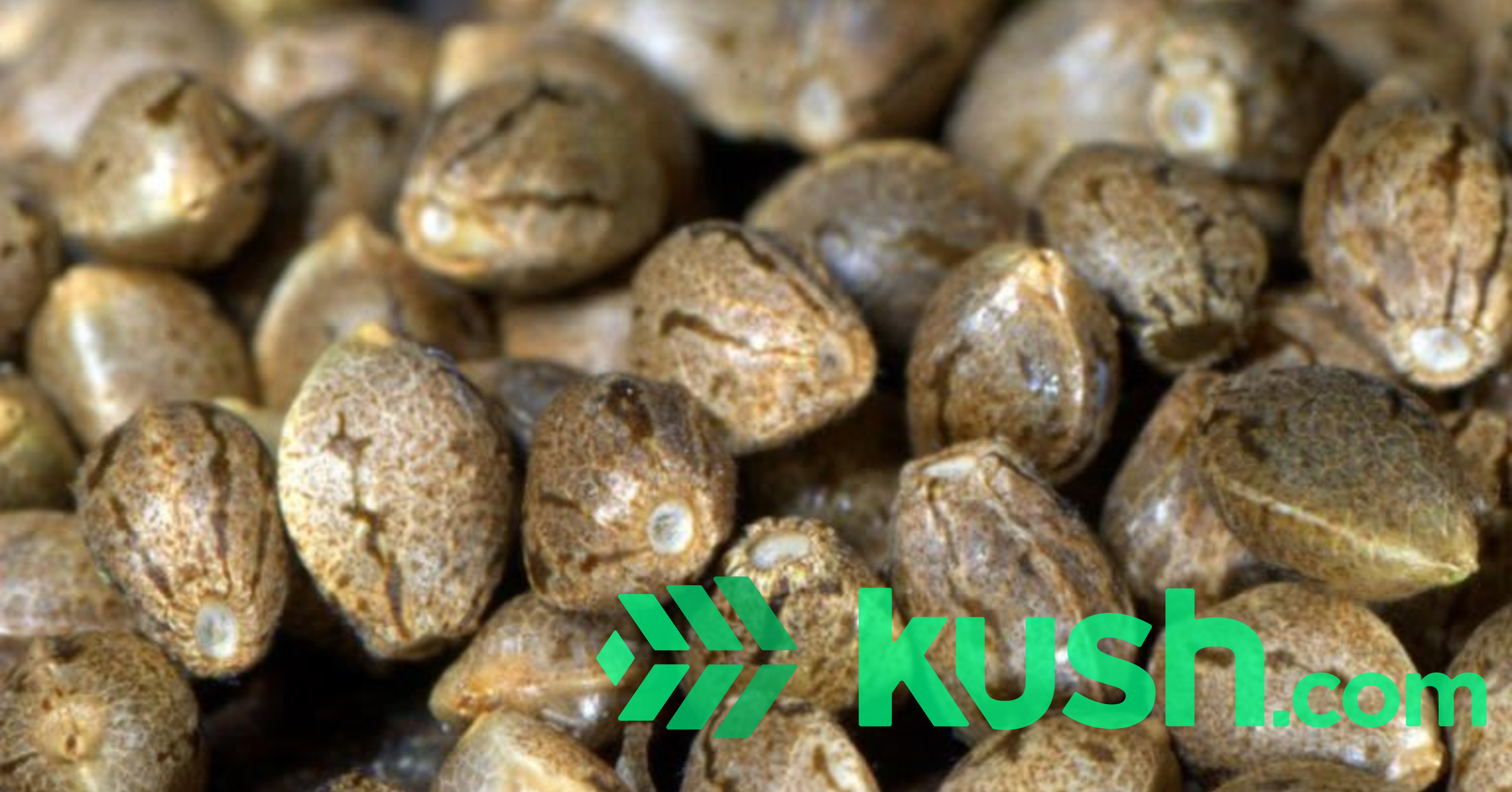 Cherry Blossom Feminized CBD Hemp Seed Blog