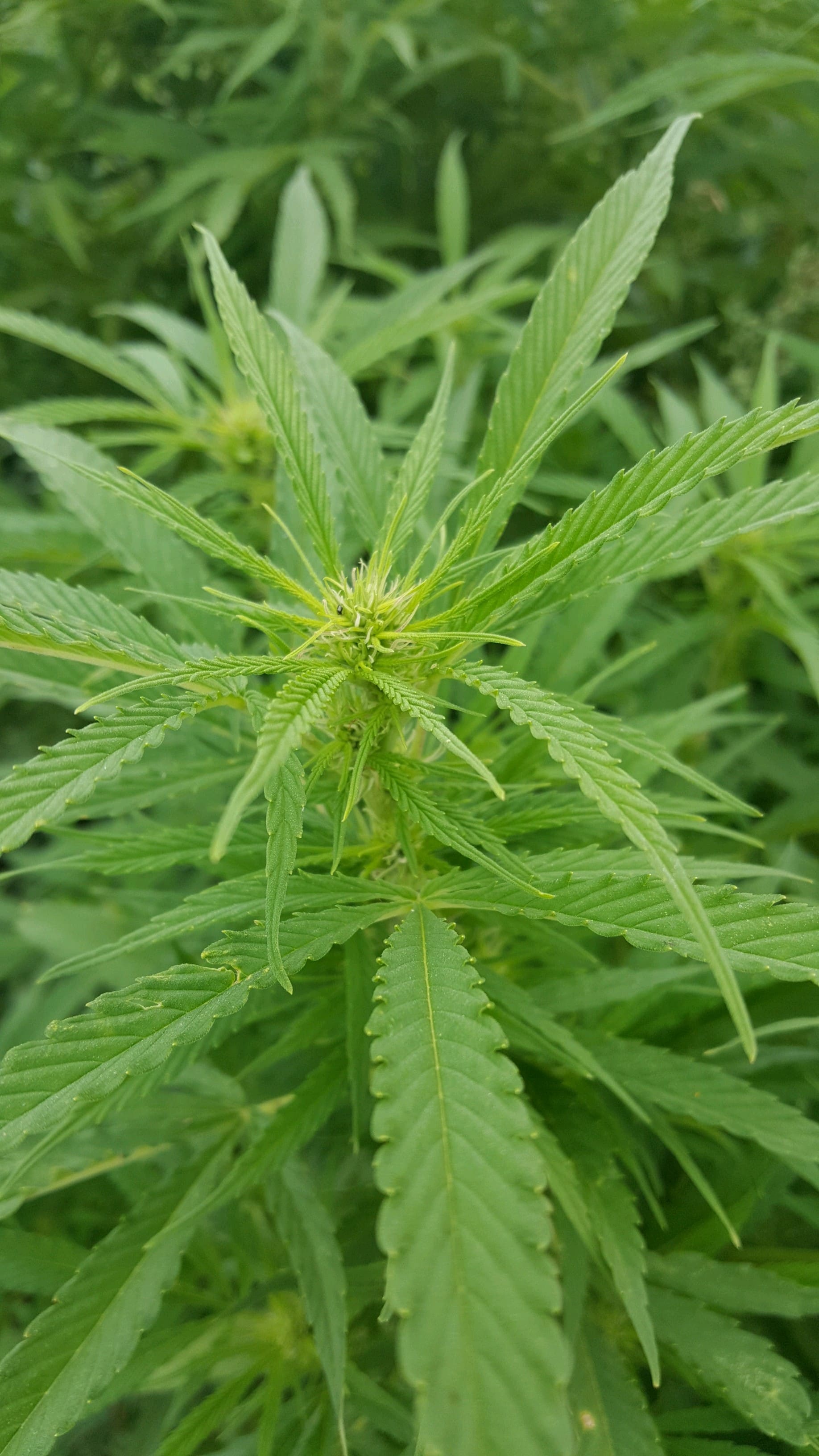 Boax High CBD flower from our farm in Northern Colorado!!! Blog