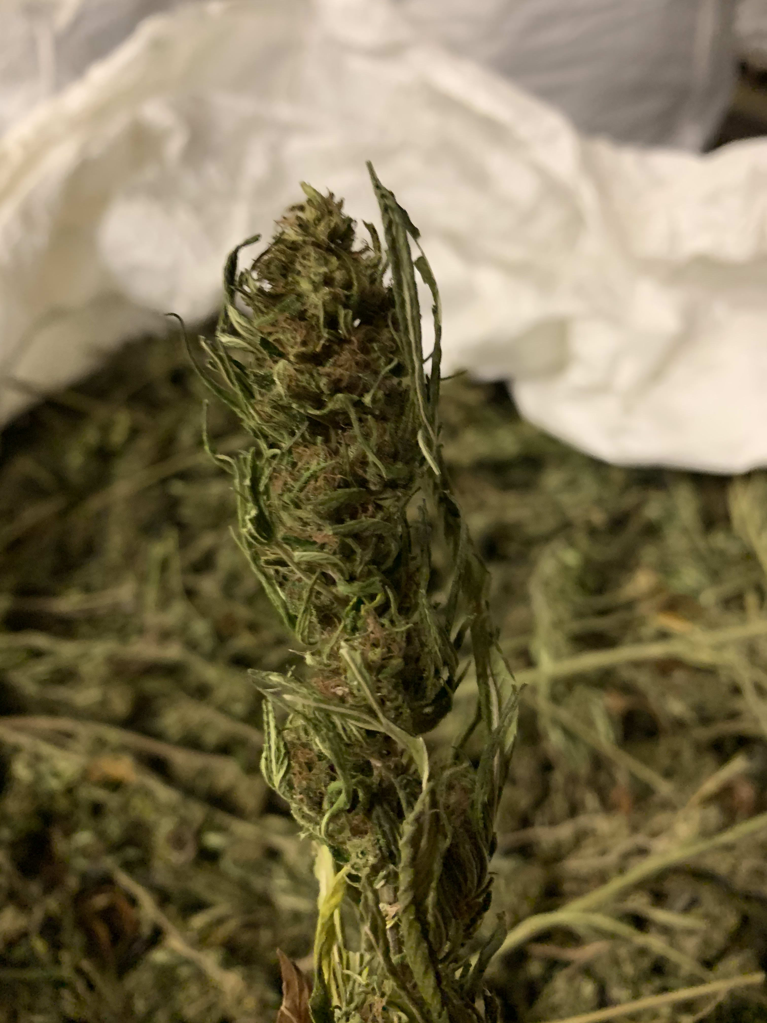 Special Priced VT Grown Dried Flower High CBD Blog