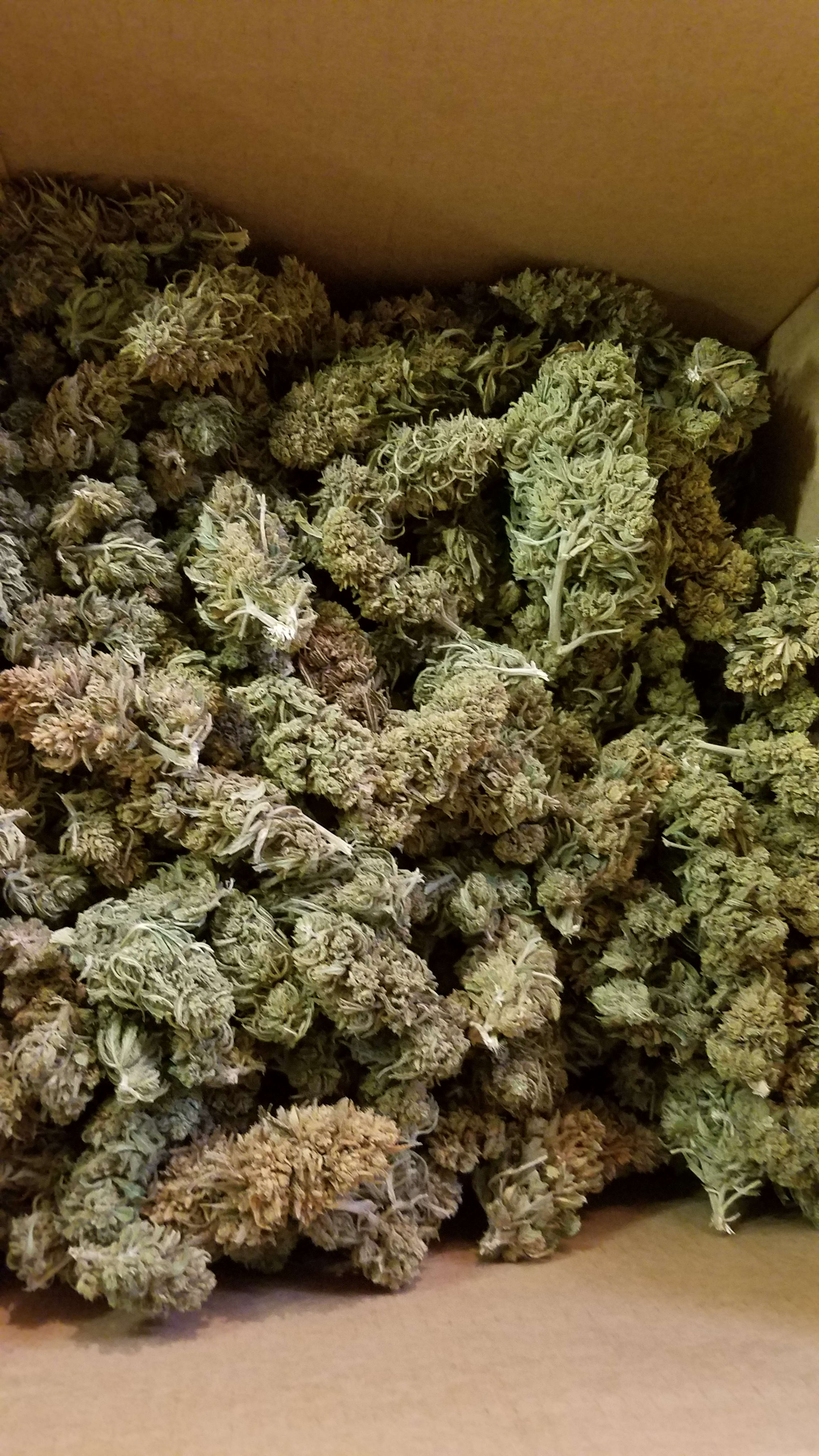 Cherry Blossom Trimmed Flower Blog