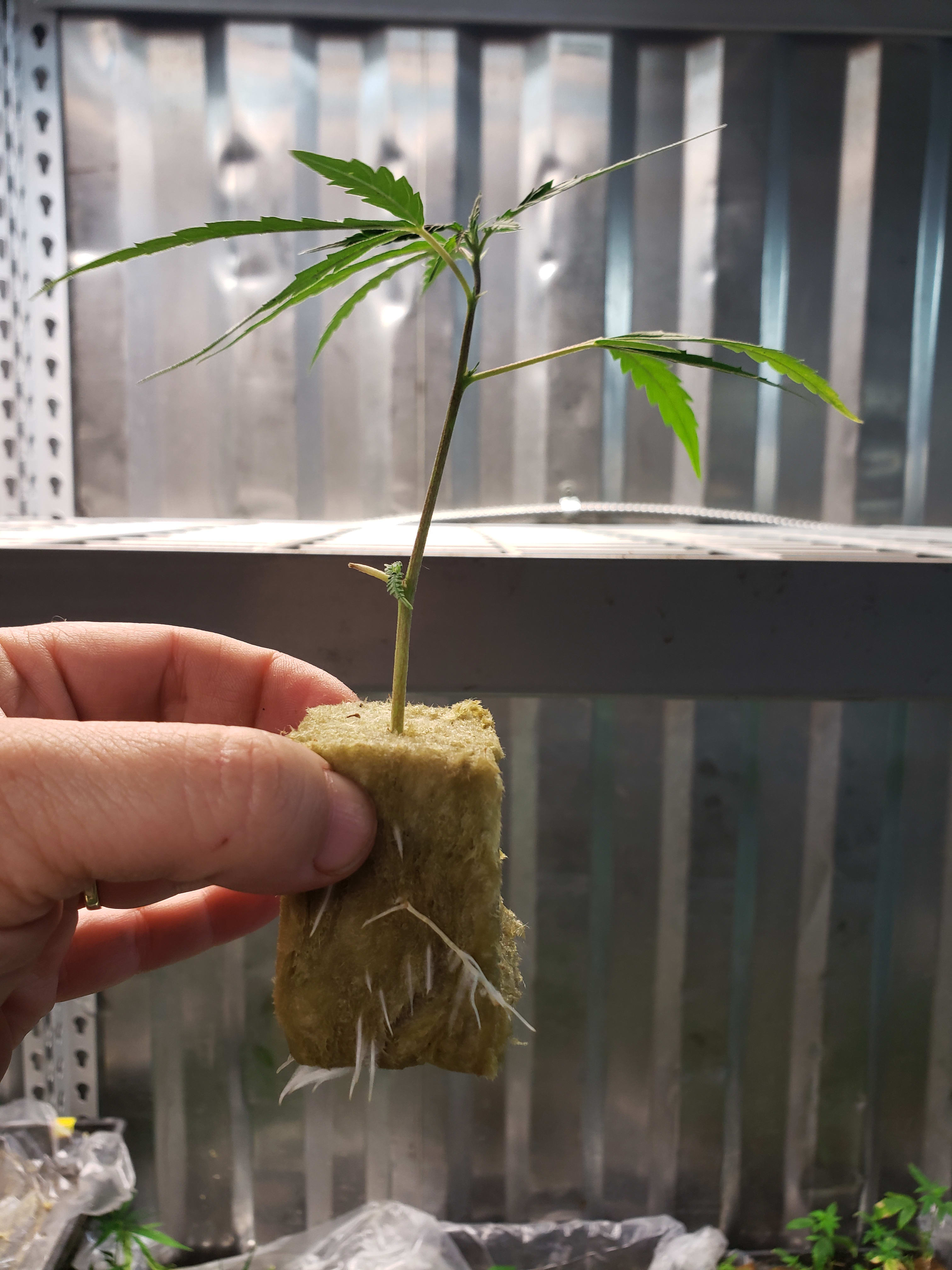 PLANT TISSUE, ROCKWOOL CLONES, POTTED PLANTS, RTF Kush