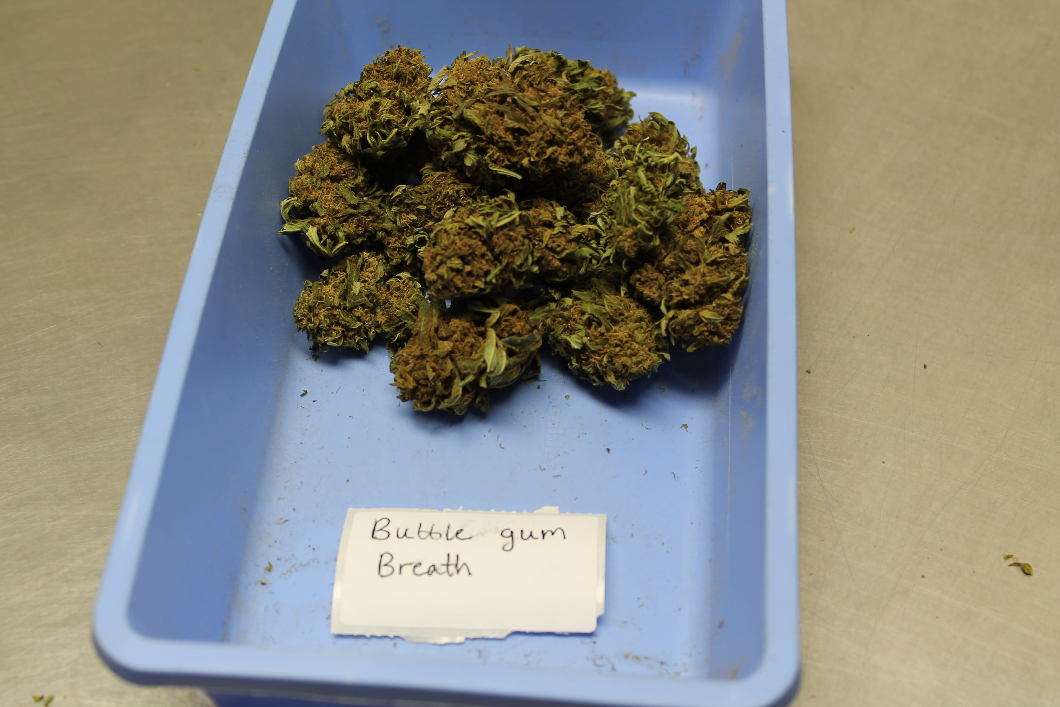 bubble gum strain for sleep bubble gum strain for sleep