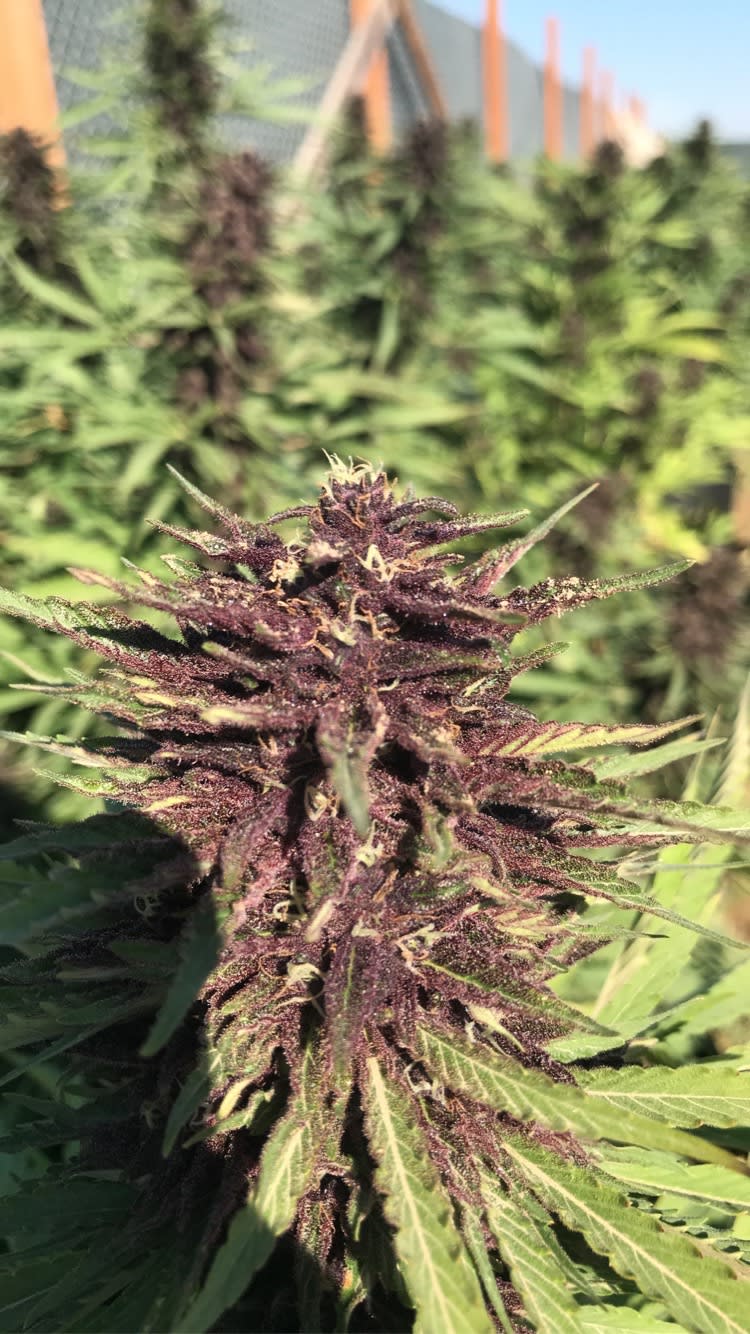 Whole plant bucked, flower, trim harvest Kush