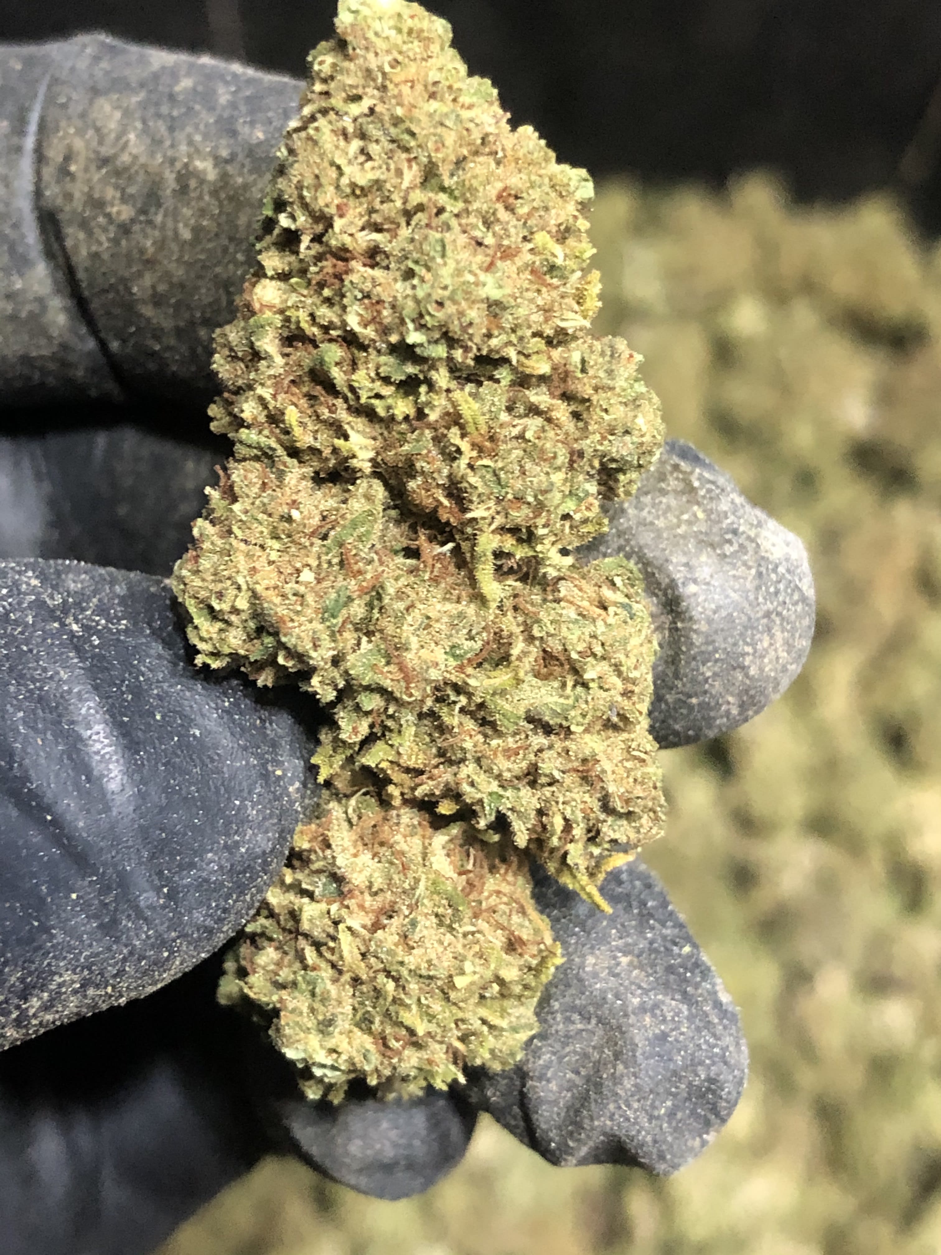 2020 Sour Space Candy 16 CBD Blog