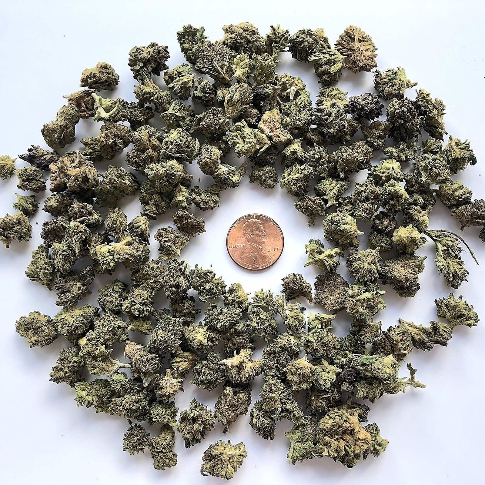CBD HEMP FLOWER SMALLS Blog