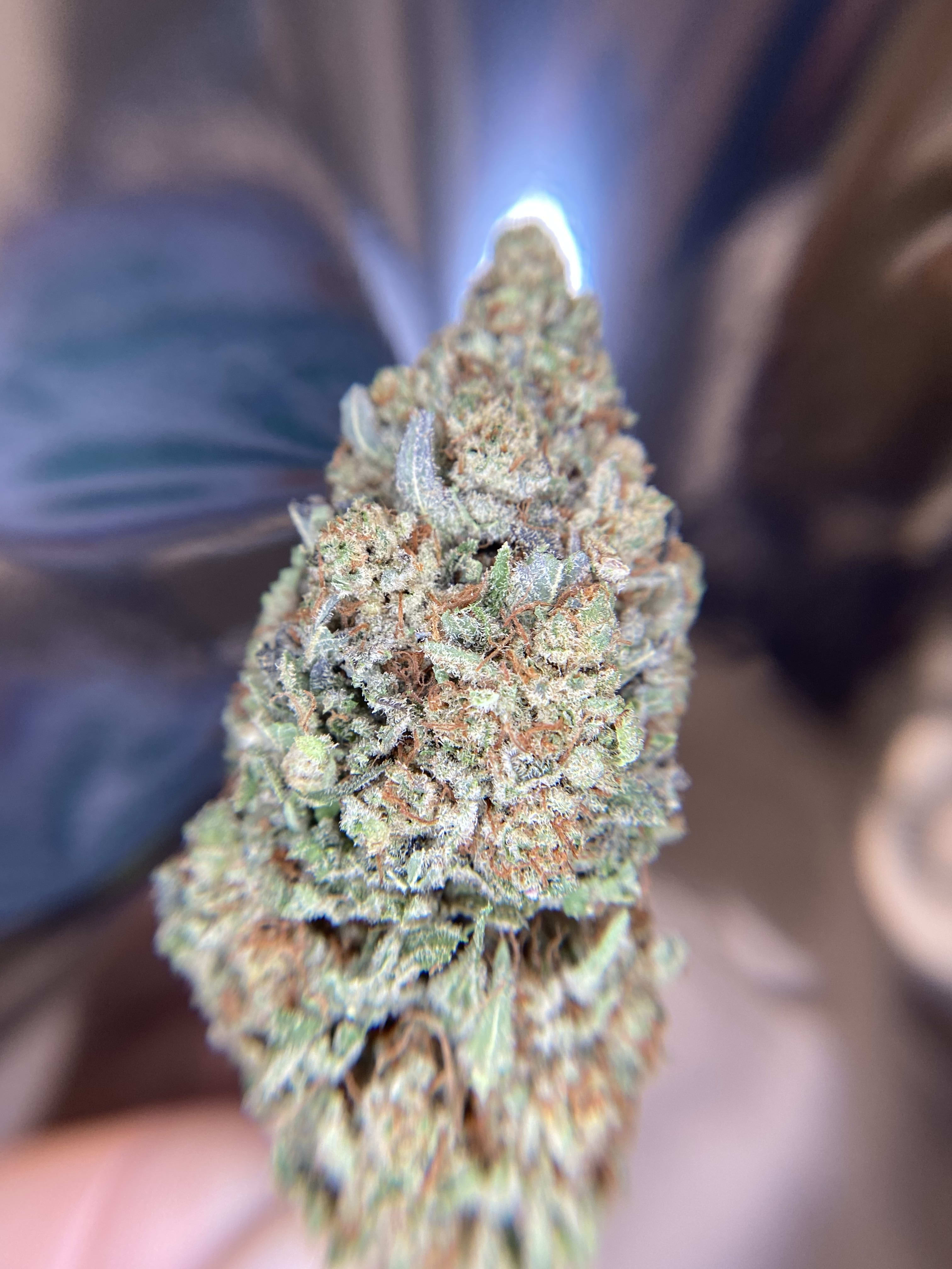 Northern lights D8 flower indoor top shelf Blog