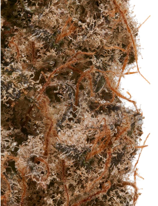 Indoor Gorilla Cake Blog