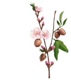 Botanical Glossary - Almond