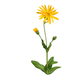 Botanical Glossary - Arnica
