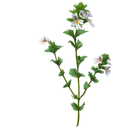 Euphrasia Glossary Image