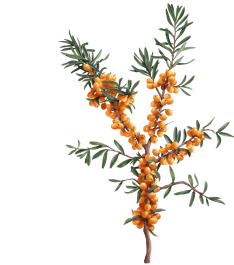 Botanical Glossary - Seabuckthorn