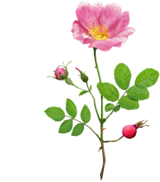 Botanical Glossary - Wild Rose
