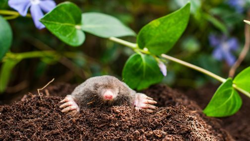 6.2_Moles_Double_Image_2