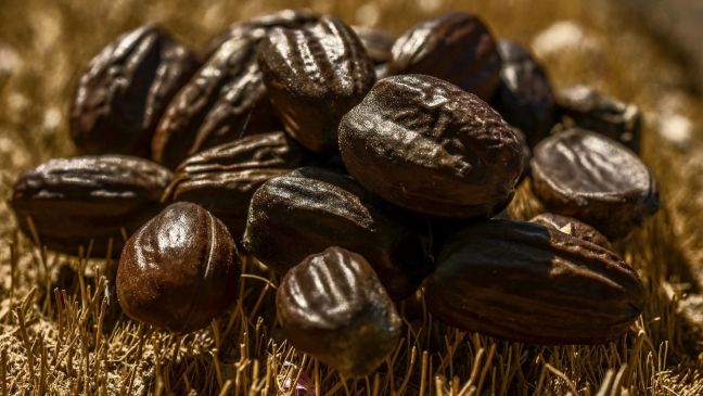 Jojoba – bringing biodiversity to the desert - Photo 1