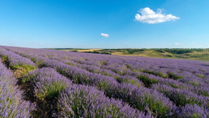 Lavender Field