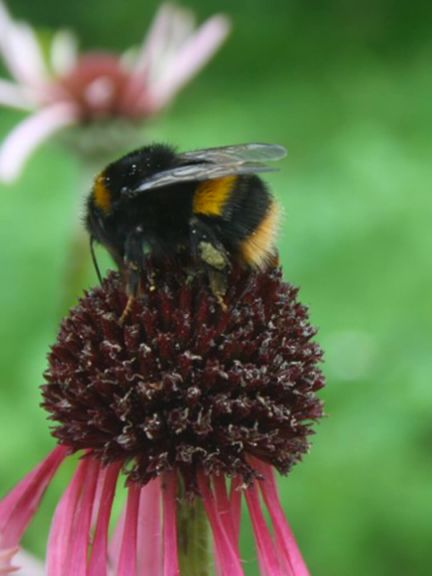 Notre jardin abrite 13 espèces de bourdons, un insecte menacé.