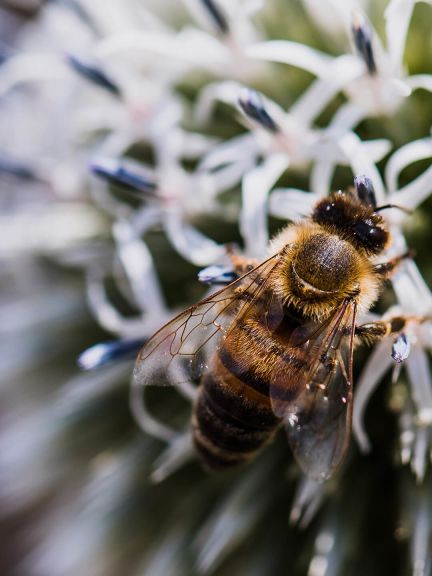 Solitaires, les anthophores plumeuses vivent souvent en ville.  