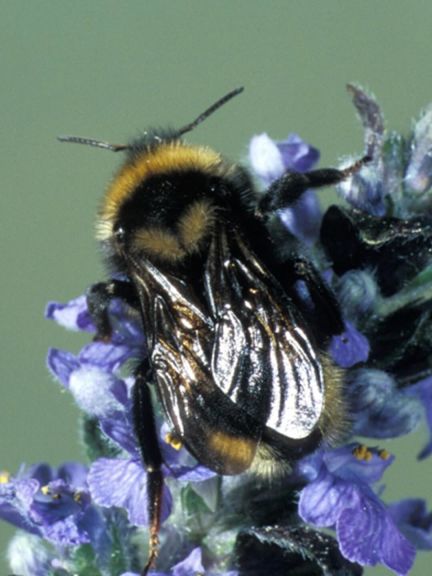 Les abeilles coucou pondent leurs œufs dans le nid d’autres abeilles.
