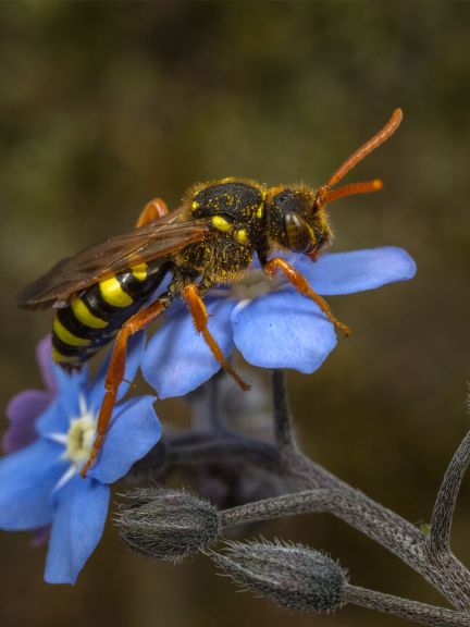 Les Nomada goodeniana adorent les boutons d’or et les myosotis.  