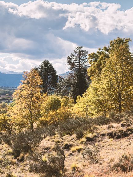 Počas 100 rokov pozorovania a štúdia rastlín
