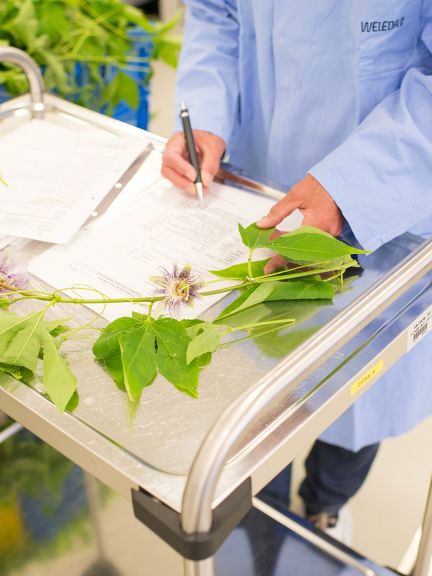 sa Weleda stala odborníkom v botanike.