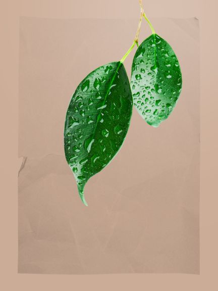 Slunce a déšť jsou pro růst rostlin životně důležité.