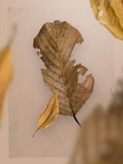 Postupem času rostliny odumřou a vrátí se zpět do půdy.