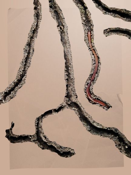 Červi vtáhnou mrtvou rostlinnou hmotu pod povrch půdy, aby ji mohli konzumovat a natrávit. Jejich trus bohatý na živiny vyživuje nové rostliny a vrtání v půdě pomáhá proudění vzduchu a vody.