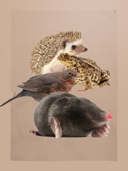 Červi a žížaly jsou také potravou pro jiná zvířata od krtků a ježků  po zahradní ptáky a žáby.