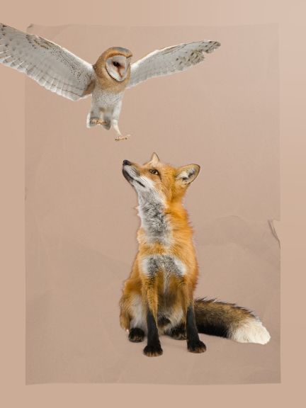 Tato malá zvířata zase krmí větší predátory, lišky a dravé ptáky. A zde začíná proces znovu.