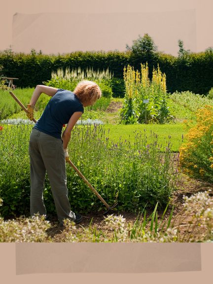 Zdravá populace červů  je známkou zdravé zahrady.