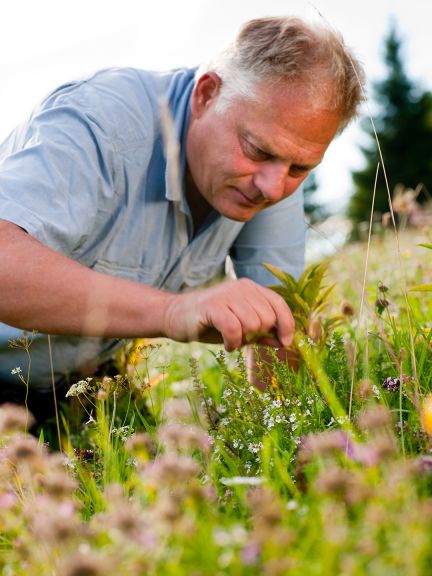 Weleda zahrada v Německu je klíčovým přispěvatelem do Hortus Officinarum.