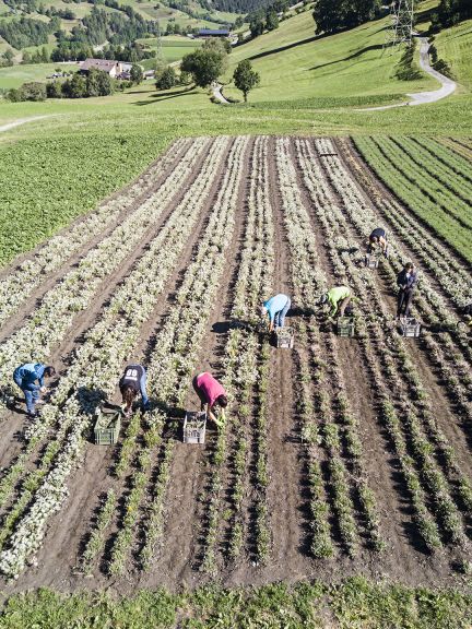 Jsou vybírána nejlepší semena tak, aby se zachovaly přirozené vlastnosti rostliny a zároveň byly zachovány kvality jako u divoce rostoucích rostlin.