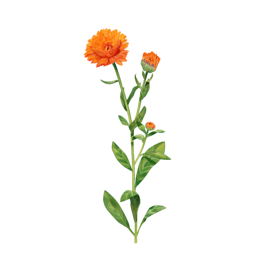 セイロンベンケイ 回復力を持つ南国の奇跡の葉 Weleda