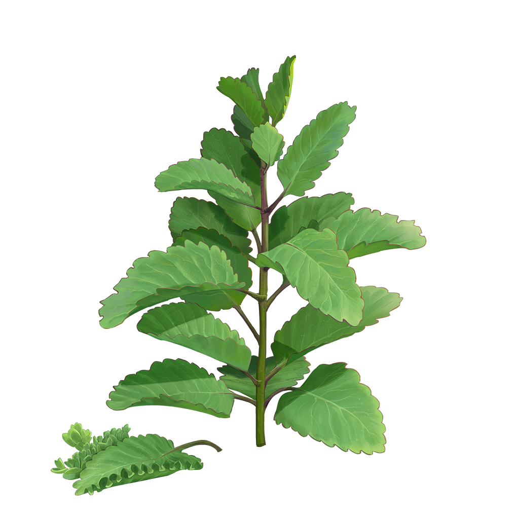 セイロンベンケイ 回復力を持つ南国の奇跡の葉 Weleda