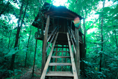 Frog Tree House (up to 4 guests) at Tree Houses Hotel