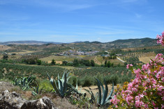 Whole cortijo at Cortijo Rosario