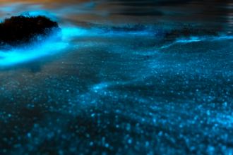 Bioluminescence & Island Cruise Private Boat Dinner in Costa Rica