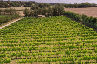 The Grape Escape – Romantic Vineyard Retreat