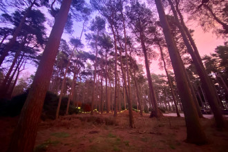 Woodland Proposal Experience Near York