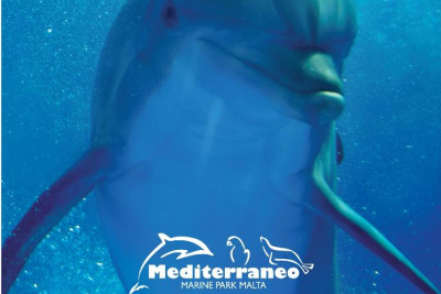  Dolphins Interaction