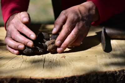 Truffle hunting experience all year round