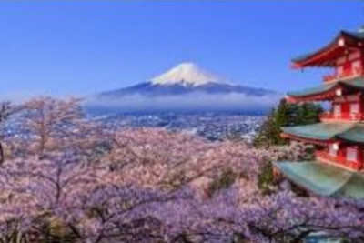Cherry Blossom Proposal for Meiko & Matt